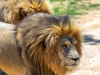 Lion & Safari Park